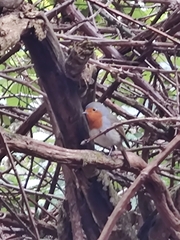 Erithacus rubecula superbus