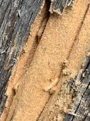 Reticulitermes flavipes