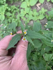 Galinsoga parviflora