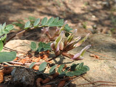 Astragalus spruneri