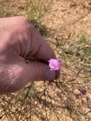 Agalinis edwardsiana