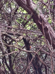 Erithacus rubecula superbus