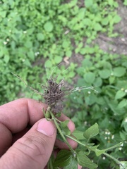 Galinsoga parviflora
