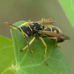 Polistes