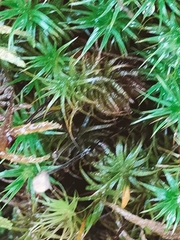 Polytrichum formosum
