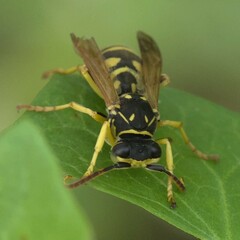 Polistes