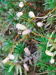 Polytrichum formosum