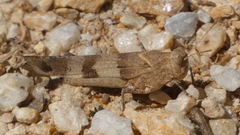 Oedipoda caerulescens