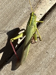 Schistocerca shoshone