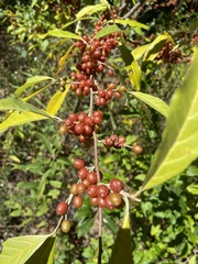 Elaeagnus
