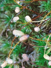 Polytrichum formosum
