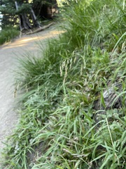 Vahlodea atropurpurea