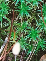Polytrichum formosum