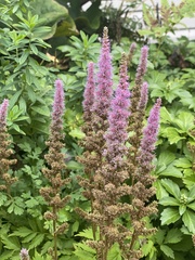 Astilbe chinensis