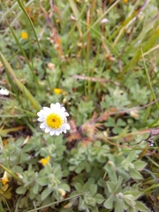 Cotula turbinata