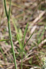 Afrosciadium natalense
