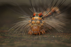 Erebidae
