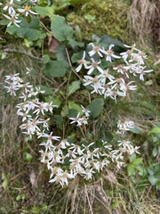Eurybia