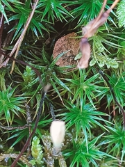 Polytrichum formosum