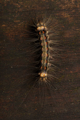 Erebidae