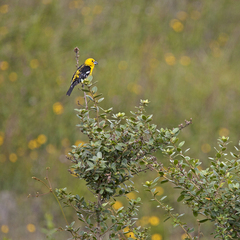 Pheucticus chrysogaster
