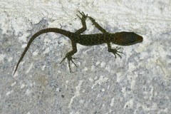 Lepidophyma pajapanensis
