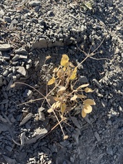 Lomatium nudicaule