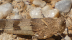 Oedipoda caerulescens