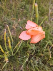 Moraea miniata