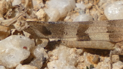 Oedipoda caerulescens