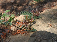 Astragalus spruneri