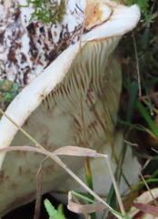 Russula delica