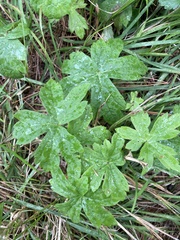 Anemonastrum canadense