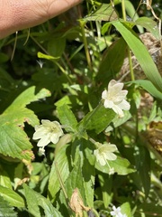 Epilobium luteum