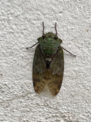 Cicadinae