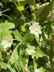 Epilobium luteum