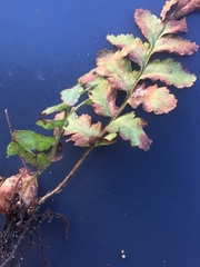 Dryopteris filix-mas