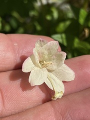 Epilobium luteum