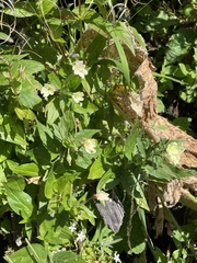 Epilobium luteum