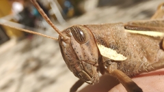 Schistocerca flavofasciata