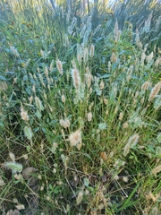 Polypogon monspeliensis