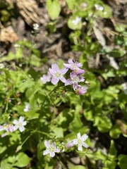 Claytonia