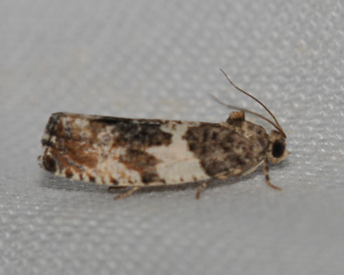 Poplar Leafroller Moth photo 3