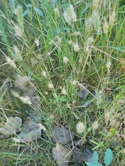 Polypogon monspeliensis