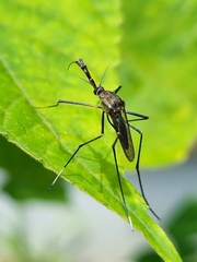 Toxorhynchites rutilus