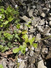 Claytonia