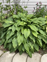 Hosta ventricosa