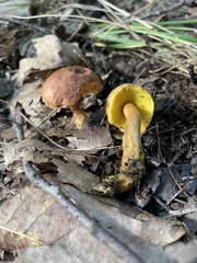 Aureoboletus