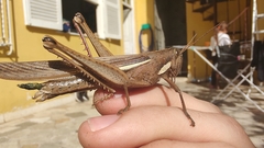 Schistocerca flavofasciata