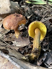 Aureoboletus